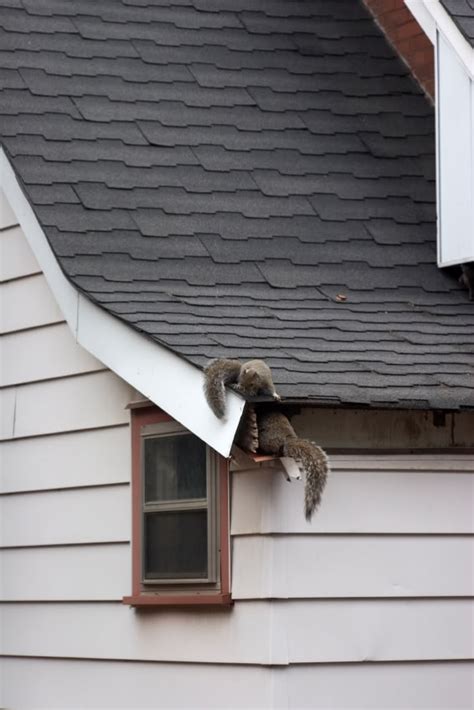 Squirrel removal from attic. Things To Know About Squirrel removal from attic. 